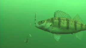 2 Minutes of Our Favorite Underwater Fish Strikes