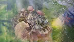 Fisherman catches crabs,  conchs and clams, Coastal foraging, Catching seafood, Catch the sea