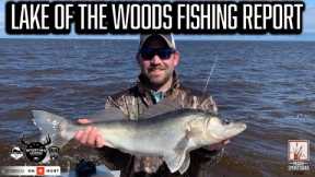Lake of the Woods Fishing Report (Mid-May)