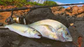 Catching & Cooking Hawaiian Reef Fish (Tasty Tacos)