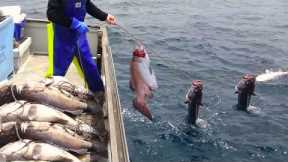 Amazing Gill Net Fishing Line Catching Big Fish - Amazing big catch fishing in the sea