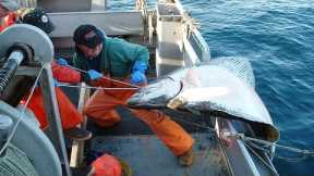 Amazing Automatic Longline Fishing Net Catching Big Fish - Amazing big catch fishing in the sea