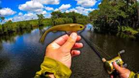 Catching a Strange River Monster While Chasing After Big Fish