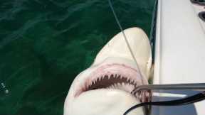 BLACKTIP SHARK Catch, Clean and Cook Marathon Key!