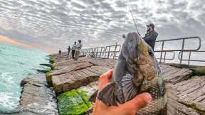 the jetties were on fire EVERYBODY was catching fish! catch and cook