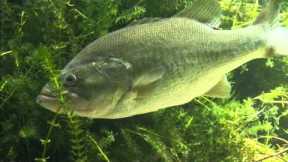 Bass Fishing for Beginners: The Bass