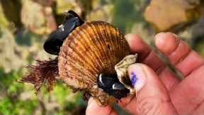Fishermen catch crab and shellfish. Catching seafood. Coastal foraging. Catch sea creature.
