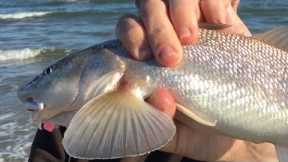 BEST WAY to CATCH ANY FISH in SALTWATER!