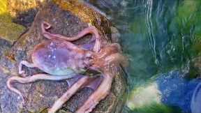 Fishermen catch crab and octopus. Catching seafood. Coastal foraging. Catch the sea creature.