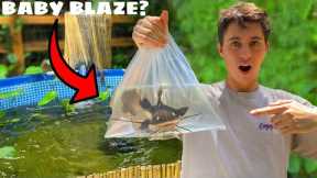 SURPRISING BASS FISHING PRODUCTIONS WITH A EXOTIC CATFISH