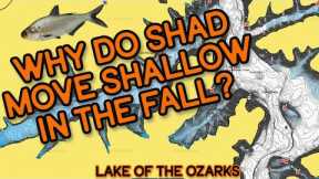 Fall Shad Migration | Bass Fishing | Lake Of The Ozarks