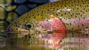 Hopper Season: Fly Fishing for Trout on the Williamson River