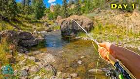 Fly Fishing NEW Creeks for Wild Trout! (Brown Trout and Rainbow Trout)