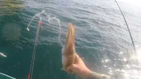 WRECK fishing for BASS and cuttlefish boat fishing uk