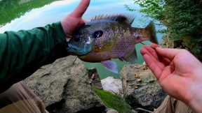 HOW to HOOK FLATHEAD BAITS and HOW to keep them ALIVE!
