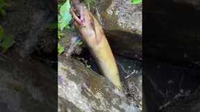 fishing catch and cook EP55 Amazing Fishing #fishing #catch #cook