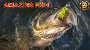 Fish Catching || Fish Trap || MY Firts Vlog || Wild Fishing Natural Small Fish| Life and diversity