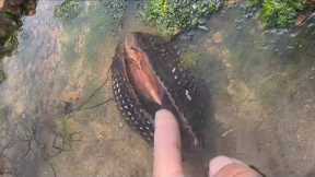 Fishermen catch crab, starfish and conch. Catching seafood. Coastal foraging. Catch sea creature.