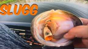 California Delta Bass Fishing.(EARLY FALL)