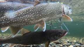 Early Nov Lake Trout Fishing (Limit Out) at Wachusett Reservoir (Rainy Day)