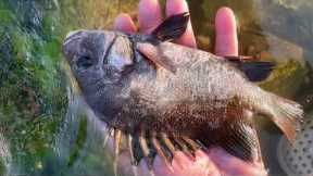 Fisherman catches fish and octopus on the beach. Coastal foraging. Catching seafood.