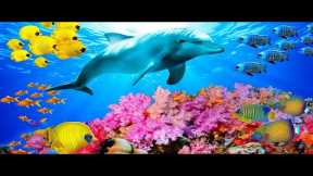 Soothing Stress Relief Music With Beautiful Coral Reef Fish, Relaxing Ocean Fish, Stunning Aquarium