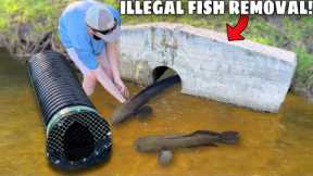 ILLEGAL Fish Found INVADING my BACKYARD POND!