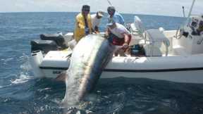 Amazing Fastest Giant Bluefin Tuna and Black Marlin Fishing Skill - Amazing big catching on the sea