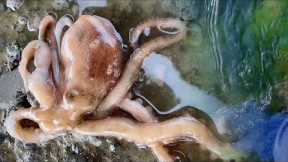 Fisherman catches octopus and shellfish on the beach. Coastal foraging. Catching seafood.