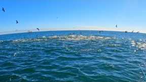 Striped Bass & Bluefish Blitzes! Rhode Island Fall Run Fishing 2022