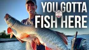 Muskie Fishing Lake of the Woods (Tamarack Island)