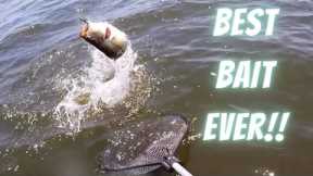 Lake Fork Bass Fishing Tips: Master The Bait That Has Caught More Than All Others!!! Plastic Worms