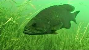 How Weather Influences Fish Behavior and Location