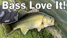 The BEST Lure for Fall Bass Fishing in Ponds! (Texas Bass Fishing October)