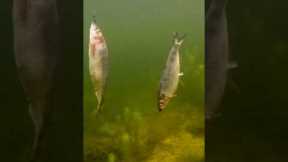 2 fat herrings fall into the lake 😲 #shorts #new #fishing