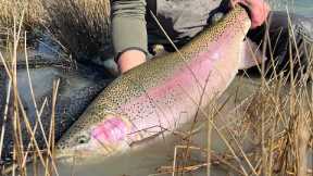 Fly Fishing Ridiculously Big Trout!  I started a PATREON and Memberships are Open