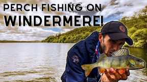 PERCH FISHING on Lake Windermere | Lake District Fishing! 🎣🏞 (4K)
