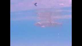What a Trout Refusal Looks Like UNDERWATER