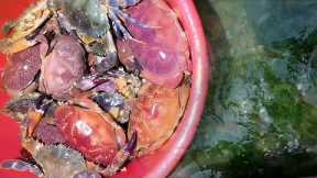 Fisherman catches fish and crab on the beach. Coastal foraging. Catching seafood.