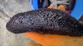 Fishermen catch crab and sea cucumber. Catching seafood. Coastal foraging. Catch the sea.