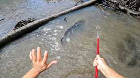 I Hand Speared a HUGE Cod Catch n Cook