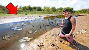 Saving Abandoned fish from DRIED UP Lake... (Sad)