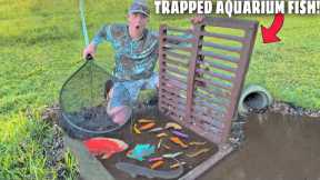 Netting Aquarium Fish TRAPPED in SEWER!