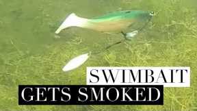 Largemouth Bass Eats Swimbait #Shorts