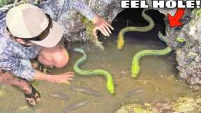 Hand Fishing For EELS in MUD HOLES!