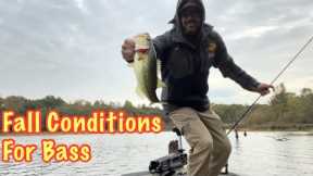 Fish the Conditions for FALL Bass Fishing | Seasonal Patterns | #fallbassfishing #spinnerbait