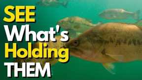 INCREDIBLE Underwater Footage of Fall Bass | Bass Fishing Tips