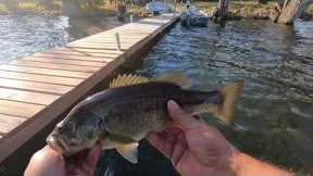 Bait finesse system on lake 🔥 29 fish outing 🔥 11/10/2022