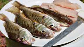 Catch and Cook | EXTREMELY Underrated Fish
