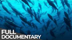 ►Track of the Tuna (FULL DOCUMENTARY)